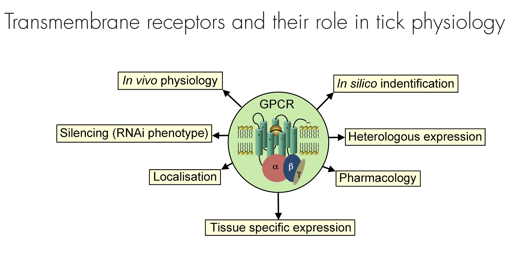 Les récepteurs transmembranaires et leur rôle dans la physiologie des tiques