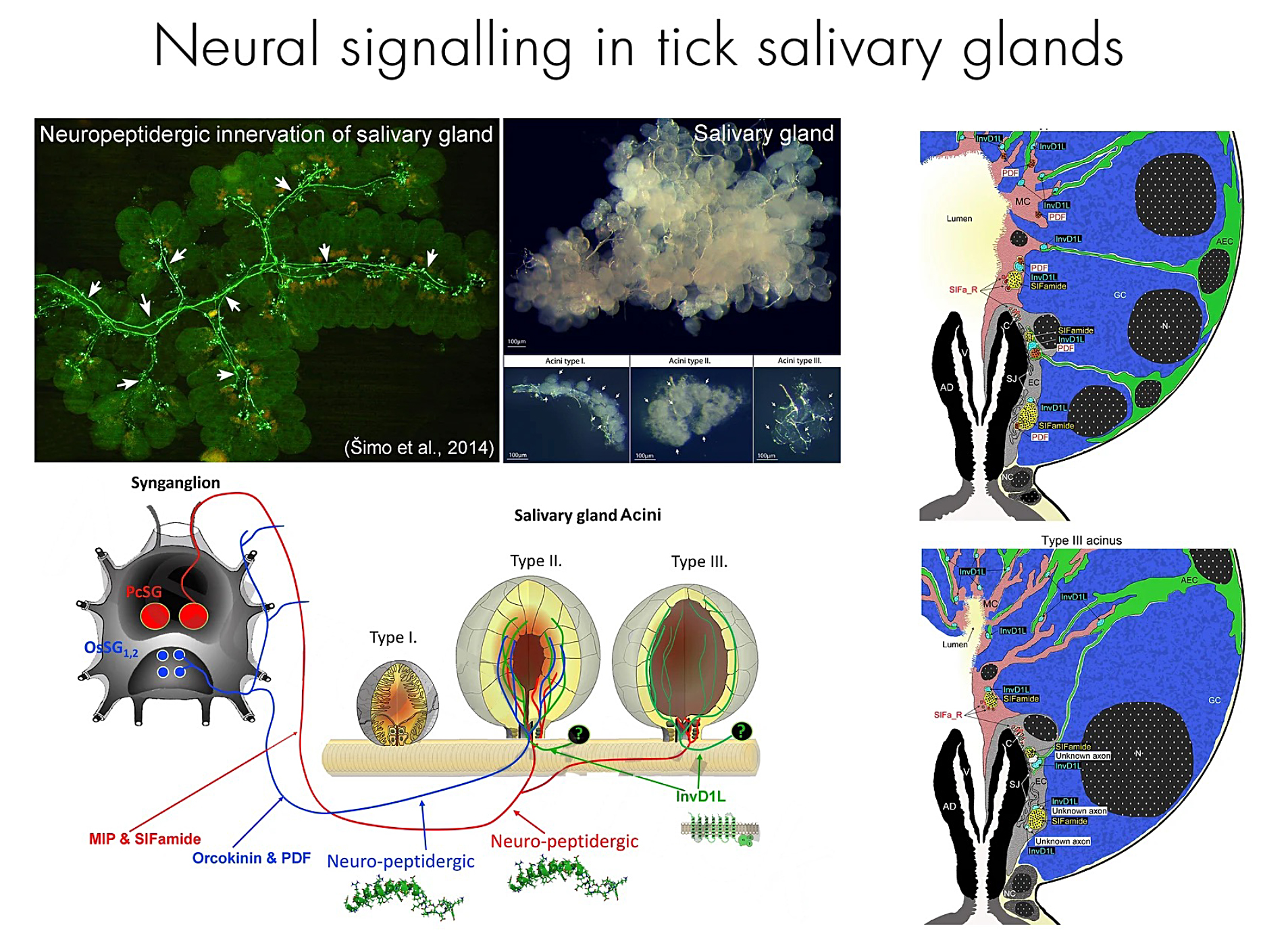 Neuronal control of tick salivary glands